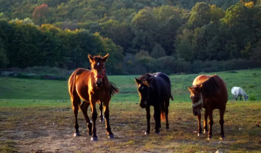 Rcz Tanya Orf - Oktber 23. (min. 2 j)