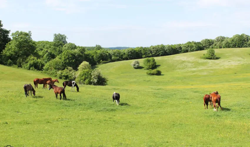 Rcz Tanya Orf - Oktber 23. (min. 2 j)