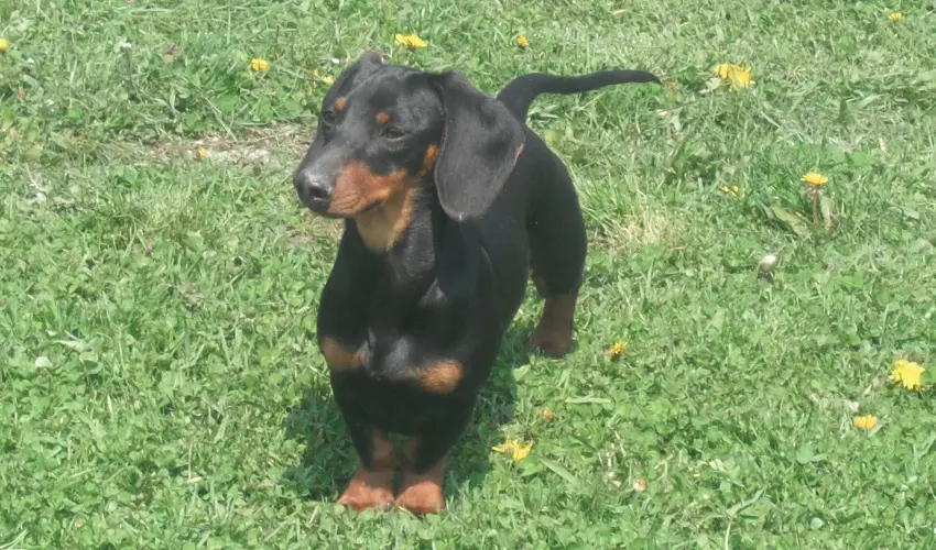 Sokor Fogad Sokorptka - Oktber 23.