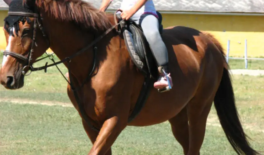 Sokor Fogad Sokorptka - Oktber 23.