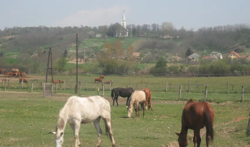 Sokor Fogad Sokorptka - Oktber 23.