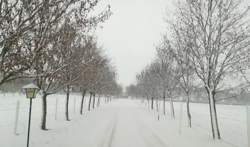 Sokor Fogad Sokorptka - Oktber 23.