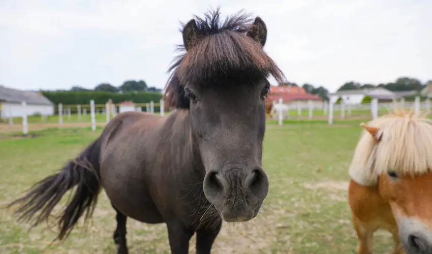 Sokor Fogad Sokorptka - Oktber 23.