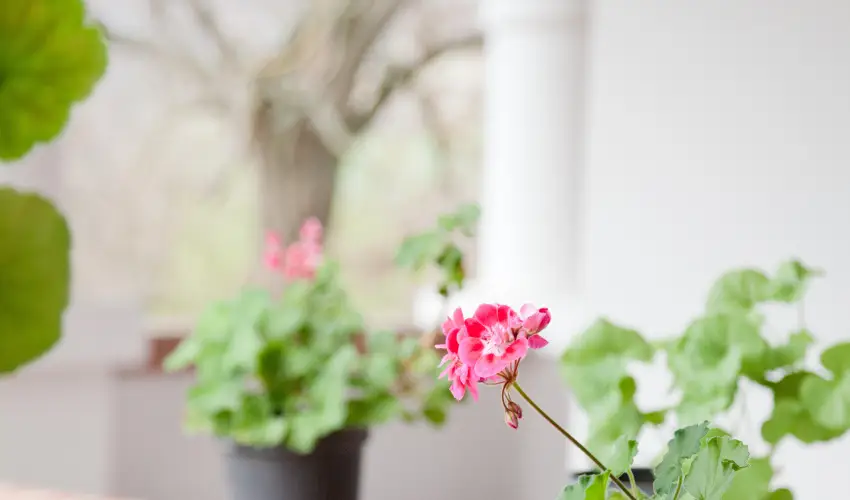 Somogy Kertje dlfalu s tterem Bonnya - Oktber 23. 