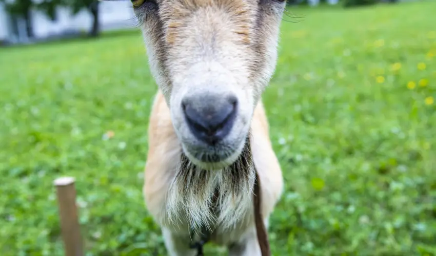 Term�l Apartmanok & Kemping Hark�ny Hark�ny - Okt�ber 23.