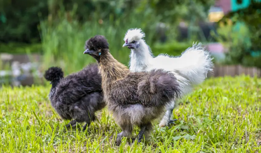 Term�l Apartmanok & Kemping Hark�ny Hark�ny - Okt�ber 23.