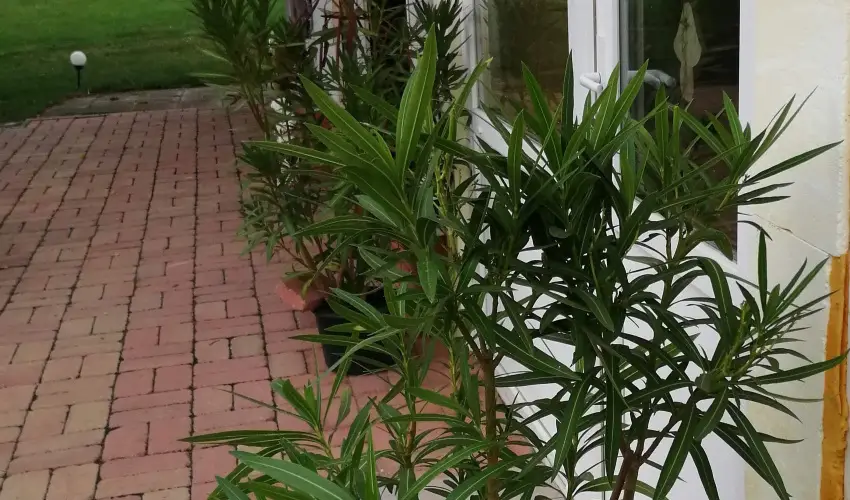 Turul Tanya  Mrahalom - Oktber 23.