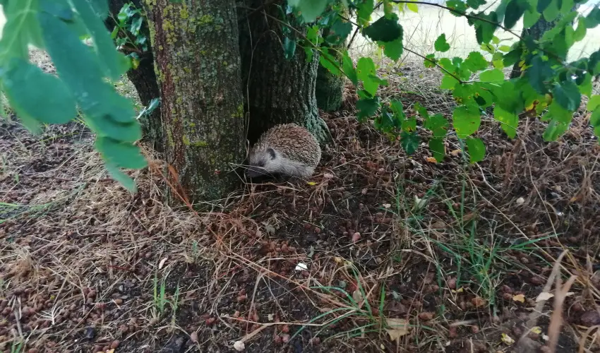 Turul Tanya  Mrahalom - Oktber 23.