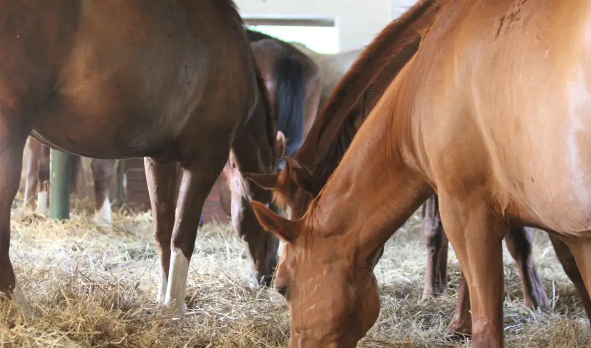 Vadkert Major Srvr - Oktber 23. 