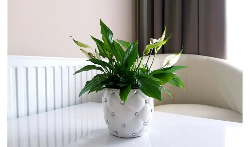 Zenit Panzi Miskolctapolca - Oktber 23. 